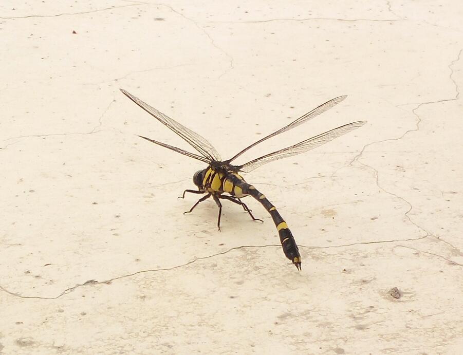 �����ѳ�ʲô���� ������Ϊʲô�й�����