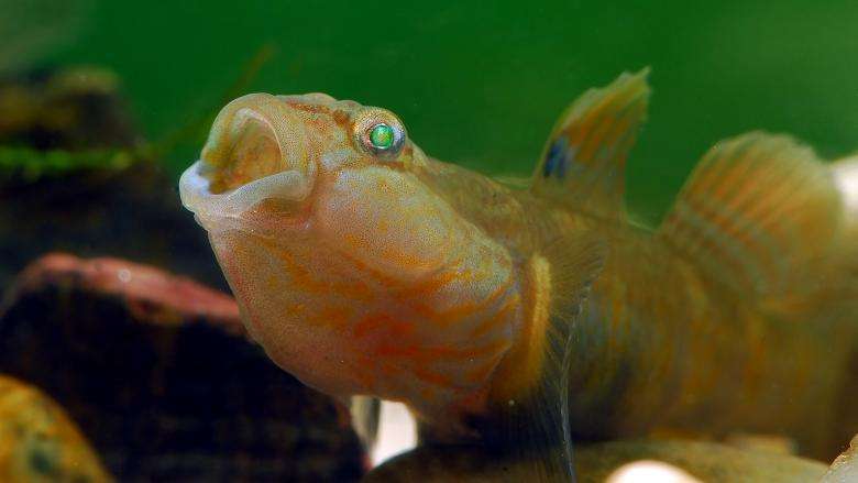 沙雕鱼为什么喜欢互喷打架吐沙子 沙雕鱼多少钱好养吗