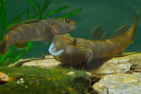 ɳ����Ϊʲôϲ����������ɳ�� ɳ�������Ǯ������