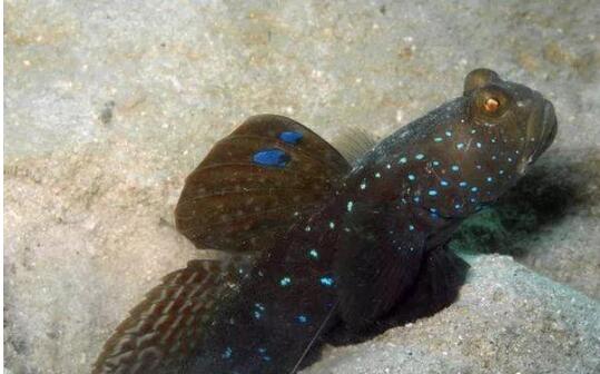 ɳ����Ϊʲôϲ����������ɳ�� ɳ�������Ǯ������