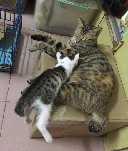 ����è���ص� ����β��è������