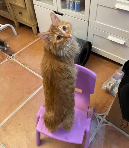 ����è���ص� ����β��è������