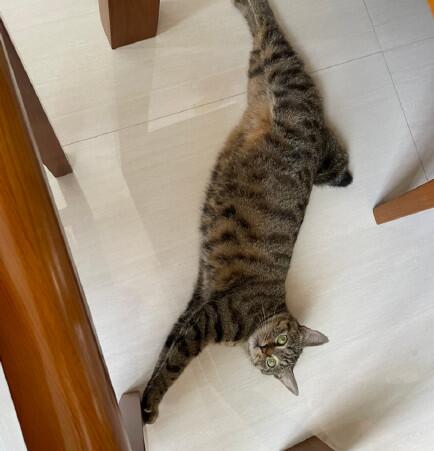 ����è���ص� ����β��è������