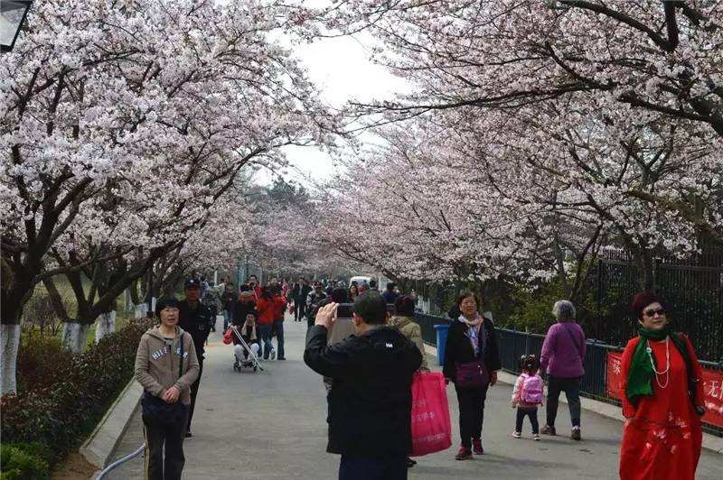 ӣ��Ϊʲô����� ӣ����ӣ�һ���һ������