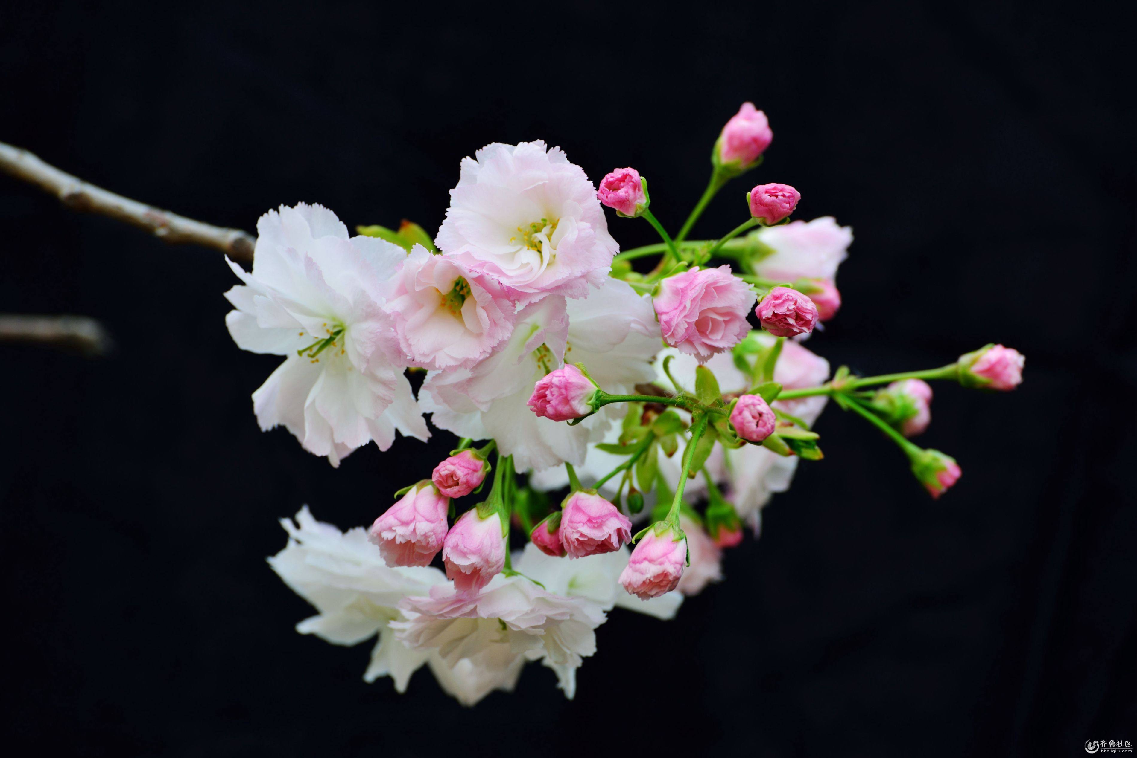 ӣ��Ϊʲô����� ӣ����ӣ�һ���һ������