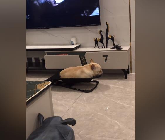 �����޳��󳦰�С�������ĸ���Ӱ �������廨���ŵ���˼