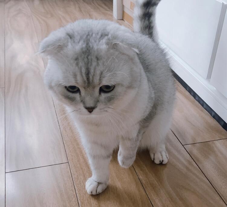 �۶�èʲô�����Ƿ����� ���е��۶�è���в���