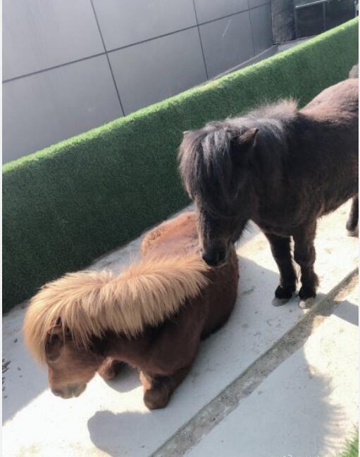 ����������Ǯһƥ �������ڼ���ô��������