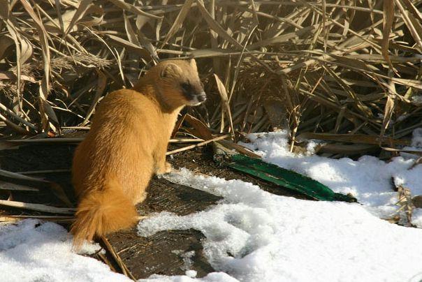 ��Ƥ�ӳɾ��������������� ��Ƥ������а�ɫ����Ϊɶ���ܴ�