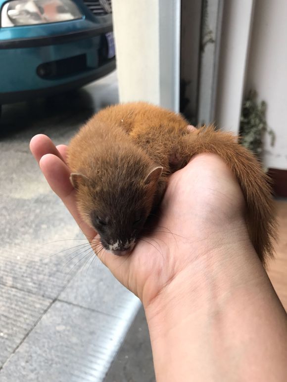 ��Ƥ�ӳɾ��������������� ��Ƥ������а�ɫ����Ϊɶ���ܴ�