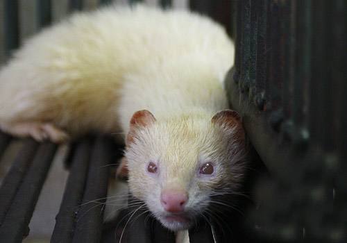 黄皮子成精的样子是怎样的 黄皮子真的有白色的吗为啥不能打