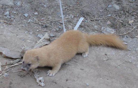 黄皮子成精的样子是怎样的 黄皮子真的有白色的吗为啥不能打