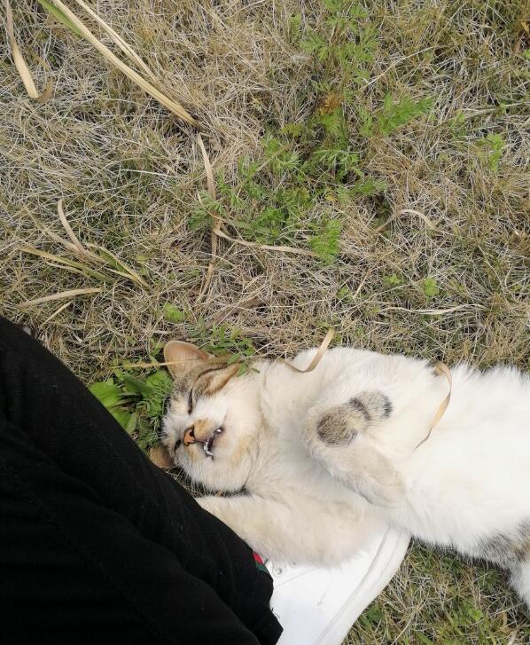 è���ɶ�è��ʲô���� �˳���è���ɻ�����