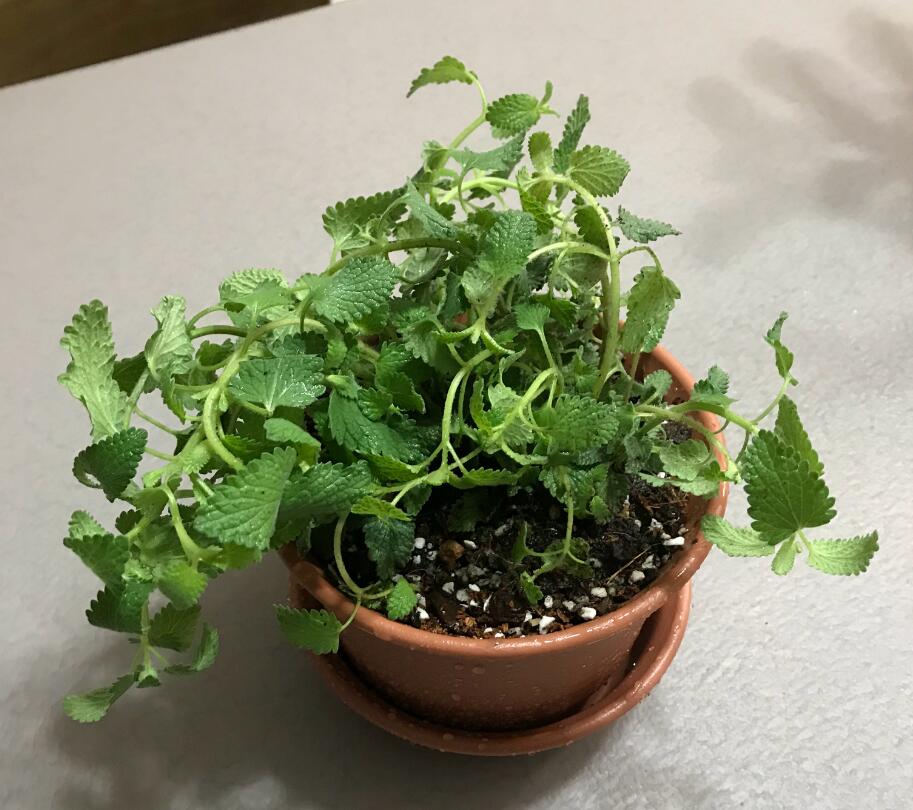 è���ɶ�è��ʲô���� �˳���è���ɻ�����