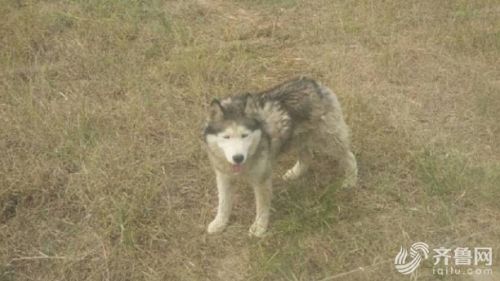 ����԰�����ֶ��� ������Ȼ����Ⱥ��Ҳ�ܻ�ÿ�