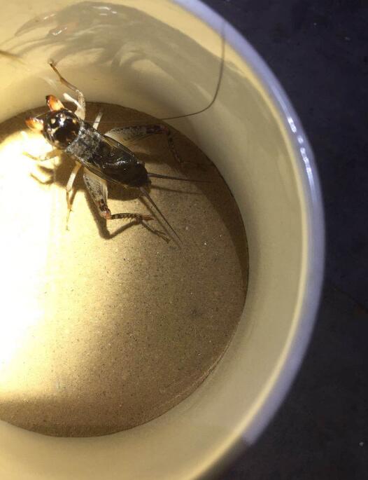 野生蟋蟀怎么养吃什么蔬菜 蟋蟀最佳饲料配方是怎样的