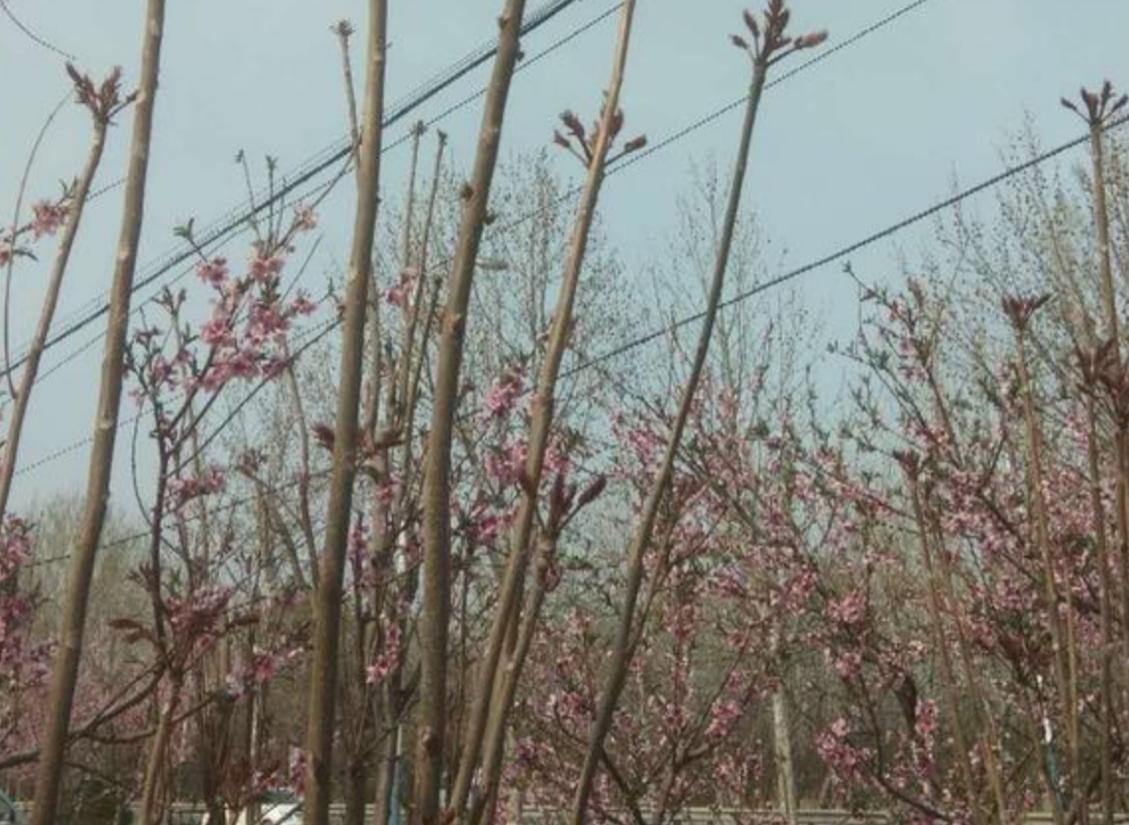 �㴻ľΪɶ�н���ľ �㴻ľΪʲô�ǰ�ľ֮��