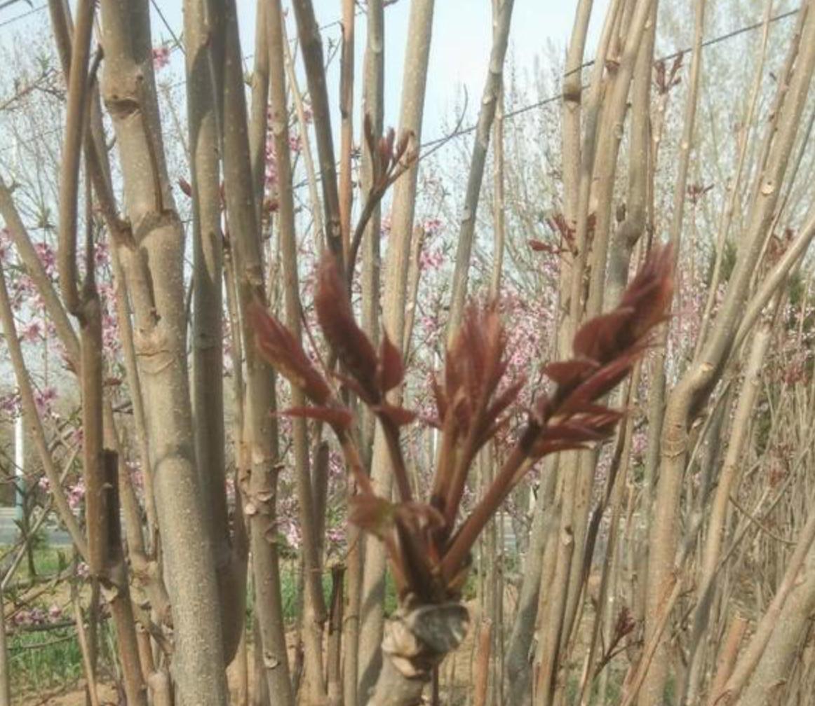 �㴻ľΪɶ�н���ľ �㴻ľΪʲô�ǰ�ľ֮��