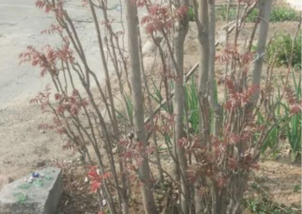 �㴻ľΪɶ�н���ľ �㴻ľΪʲô�ǰ�ľ֮��