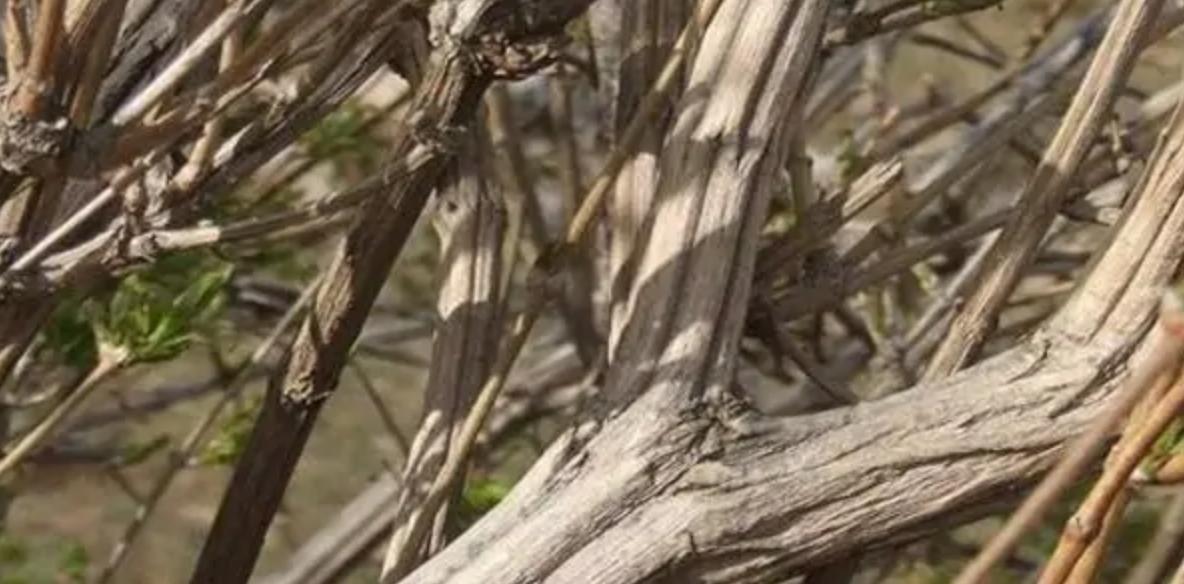 �㴻ľΪɶ�н���ľ �㴻ľΪʲô�ǰ�ľ֮��