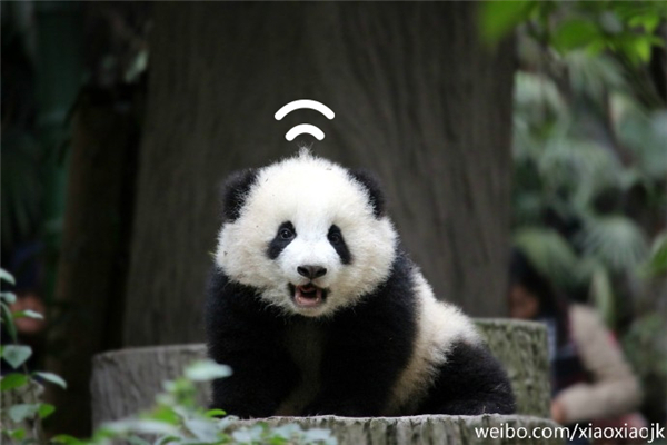 大熊猫奇一抱大腿 自带WiFi的小短腿奇一