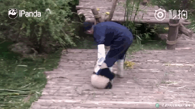 ����è��һ������ �Դ�WiFi��С������һ