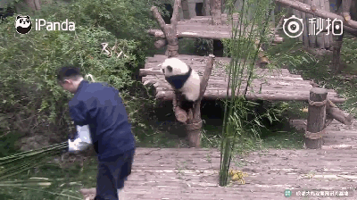 ����è��һ������ �Դ�WiFi��С������һ