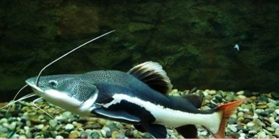 �в�è��ˮ�¶��ٺ��� ��ʲô�������