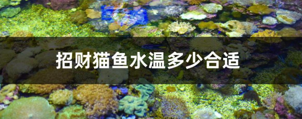 �в�è��ˮ�¶��ٺ��� ��ʲô�������