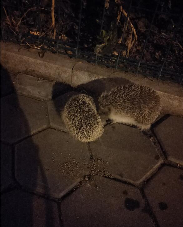 �����Ϊʲô������ ����������ǲ���Ӱ�����