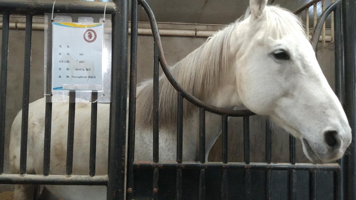 真实的赤兔马长什么样图 当今世界名马排名第一是什么马