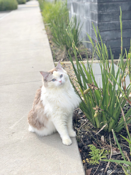 è�����������ҧ�ֵ� ��ʱ��СèҲ���װҧ��