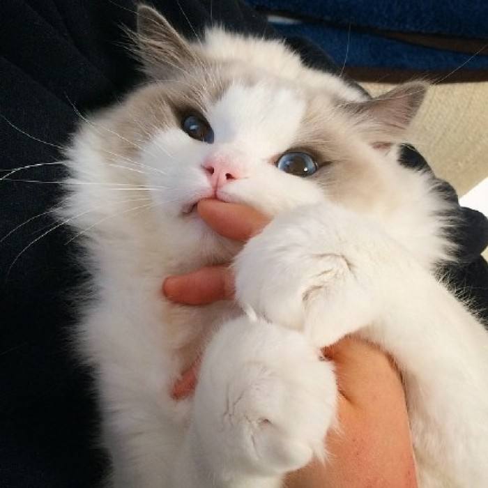 è�����������ҧ�ֵ� ��ʱ��СèҲ���װҧ��