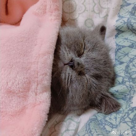 è�����������ҧ�ֵ� ��ʱ��СèҲ���װҧ��