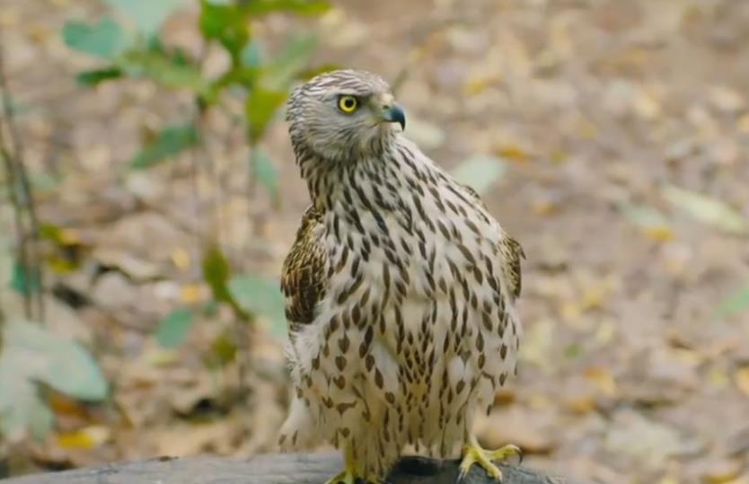 ��ӥ��������ʲô��˼ ��ӥΪʲô���ܻ���