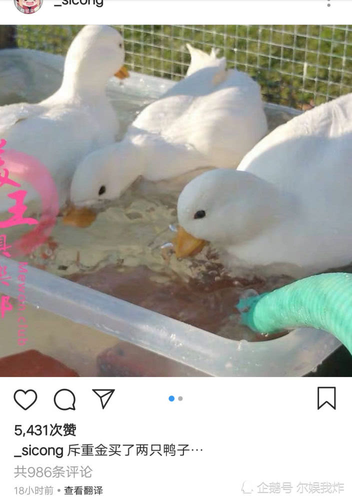 王思聪的科尔鸭多少钱一只 科尔鸭被叫小叫鸭或者可达鸭的原因揭秘