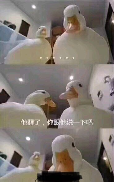 王思聪的科尔鸭多少钱一只 科尔鸭被叫小叫鸭或者可达鸭的原因揭秘