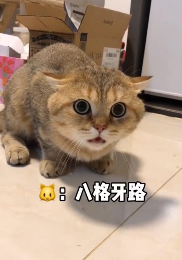 һ���ھ��Ǵ��������ʲô��˼ ��Դ��������ֻСè