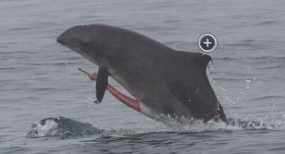 �������϶��ж�� ʷ�����������峤����