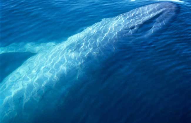 �������϶��ж�� ʷ�����������峤����