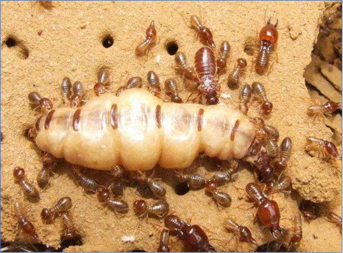 蚁后为什么变成大白虫 白蚁后肚子为啥那么大