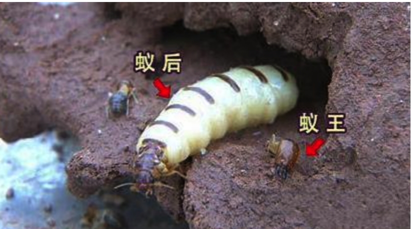 蚁后为什么变成大白虫 白蚁后肚子为啥那么大