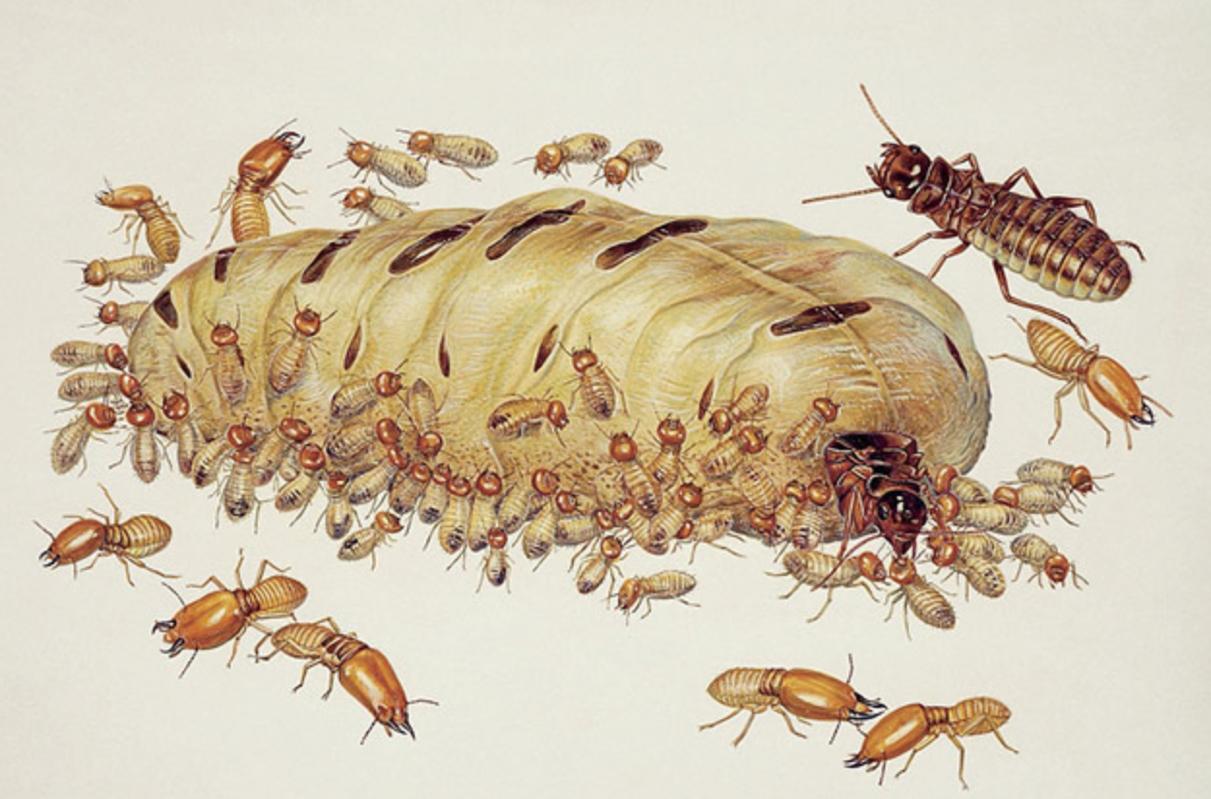 �Ϻ�Ϊʲô��ɴ�׳� ���Ϻ����Ϊɶ��ô��