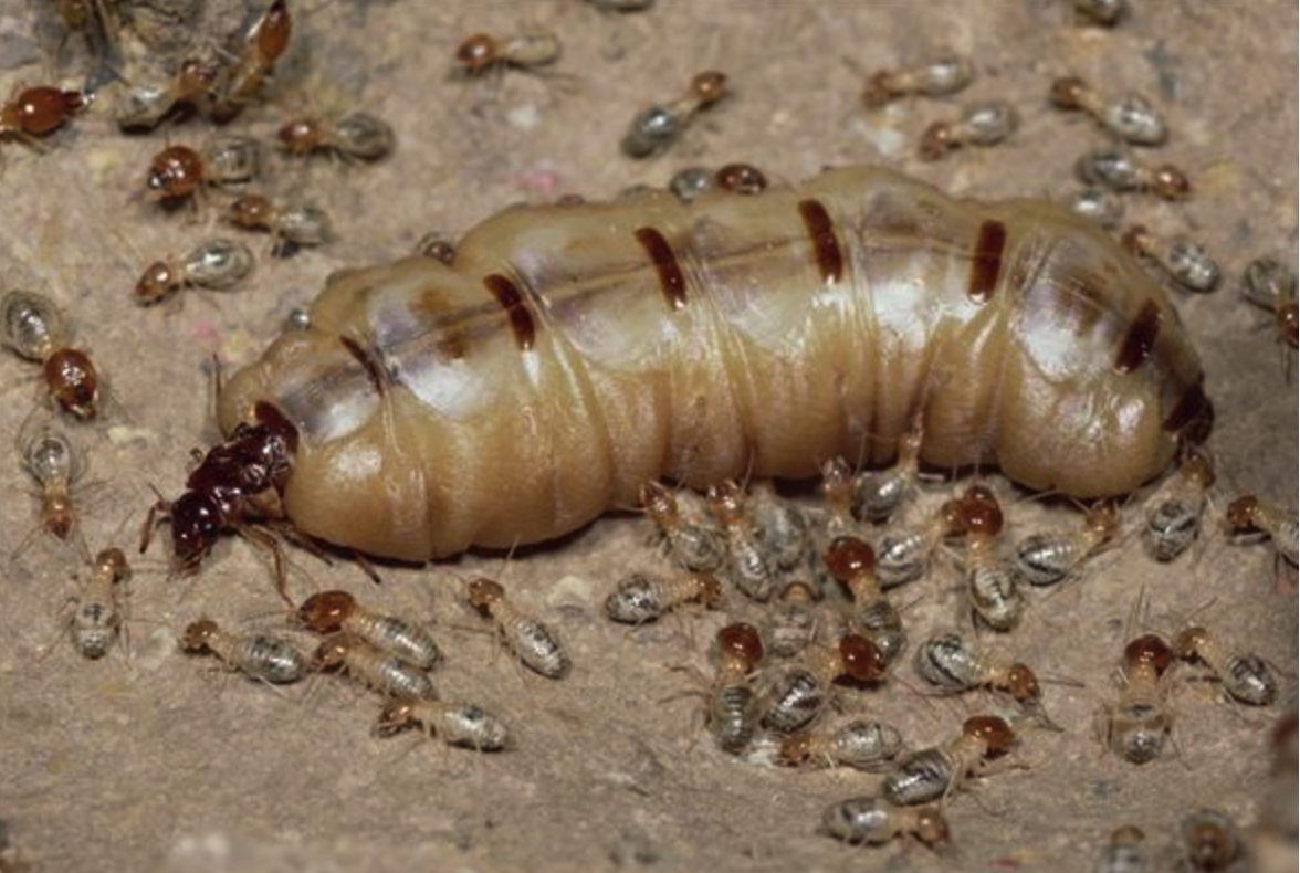 �Ϻ�Ϊʲô��ɴ�׳� ���Ϻ����Ϊɶ��ô��