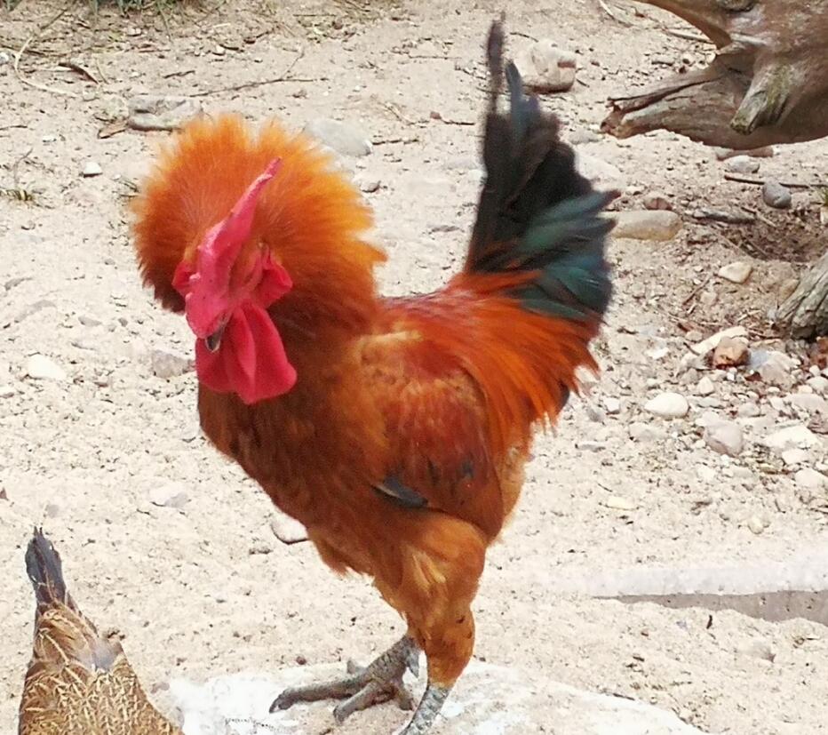 ����Ѫ��аʹ�÷��� ����ѪΪʲô���Ա�а