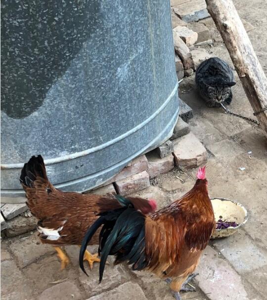 ����Ѫ��аʹ�÷��� ����ѪΪʲô���Ա�а