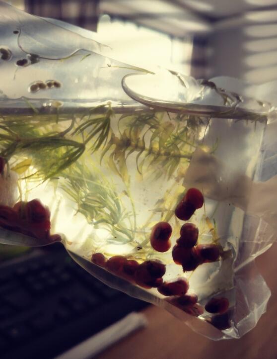 ƻ���ݱ��׵ĺô���Σ���ֱ���ɶ ƻ���ݳ���ʺ��