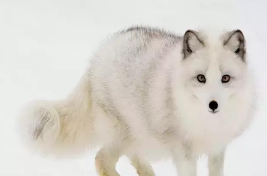 �������������޵����� ��Щ���������������