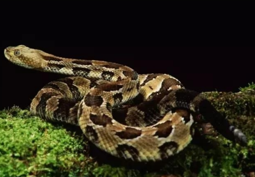 �������������޵����� ��Щ���������������