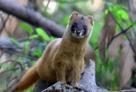 �������������޵����� ��Щ���������������